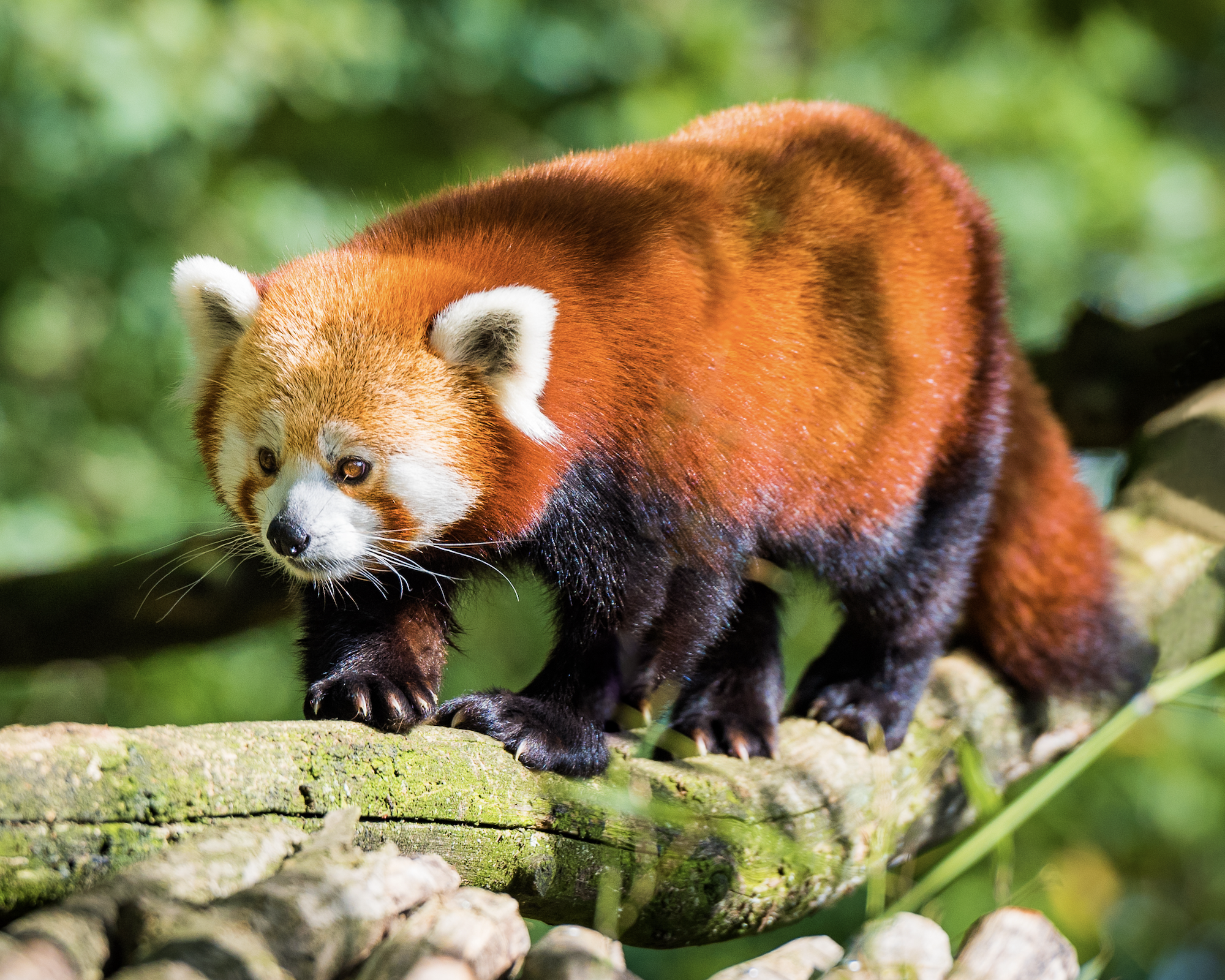 mooi Dinkarville Stralend Alles wat je wilt weten over de Rode Panda - Perfect Earth